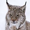 A9c54bd46c01904d16c0-avatar-image-100x