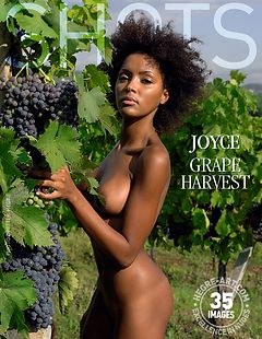 Joyce grape harvest