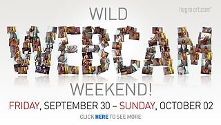 Wild Webcam Weekend - CUM MED OSS!!